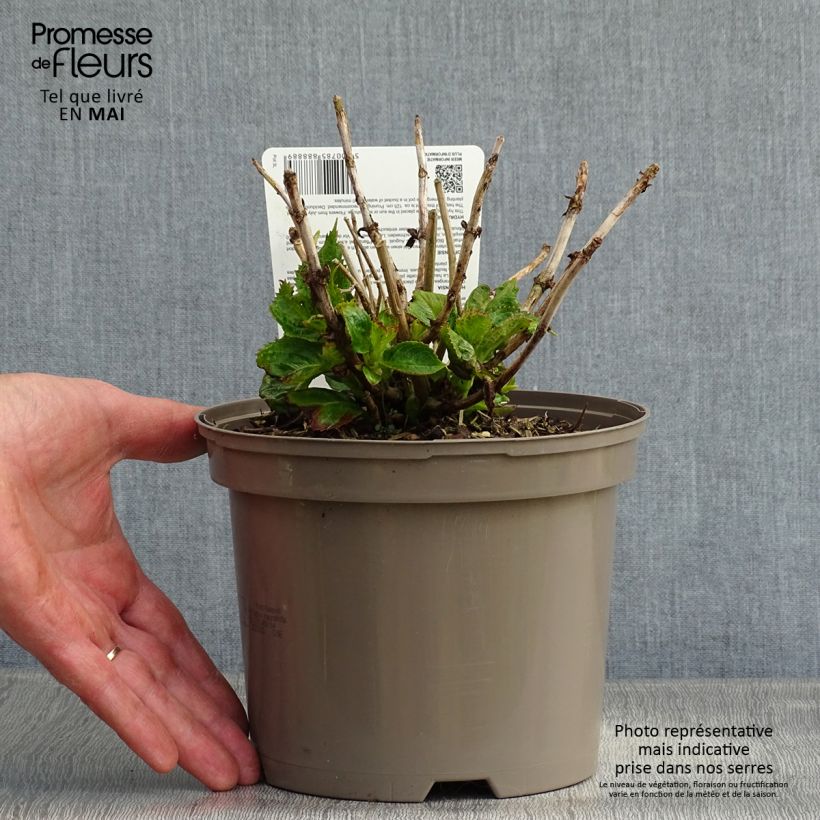 Exemplaar van Hydrangea macrophylla Kardinal Violet - Bolhortensia Pot van 2 l/3 l zoals geleverd in de lente