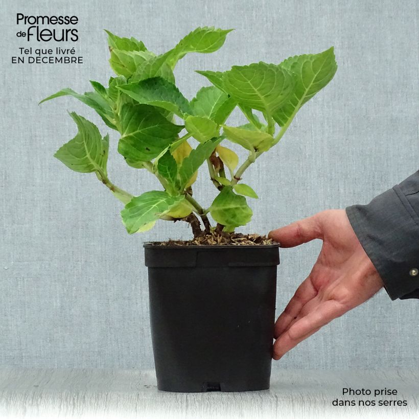 Example of Hortensia - Hydrangea macrophylla La Marne  Pot van 2 l/3 l as you get in hiver