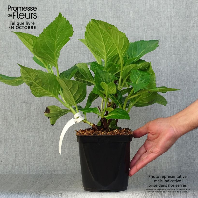 Exemplaar van Hydrangea macrophylla La Marne - Bolhortensia Pot van 2 l/3 l zoals geleverd in de herfst