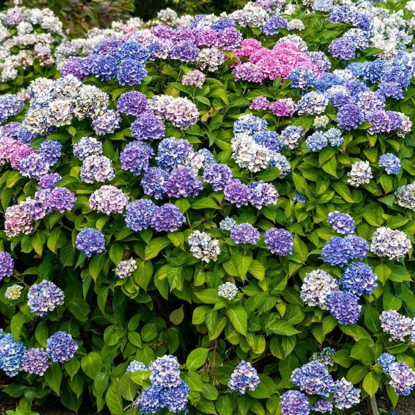 Hydrangea macrophylla La Marne - Bolhortensia (Plant habit)