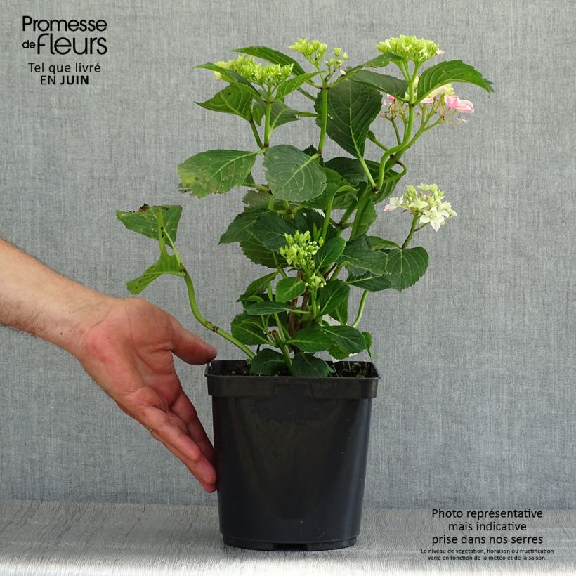 Exemplaar van Hydrangea macrophylla Lady Nobuko - Bolhortensia Pot van 2 l/3 l zoals geleverd in de zomer