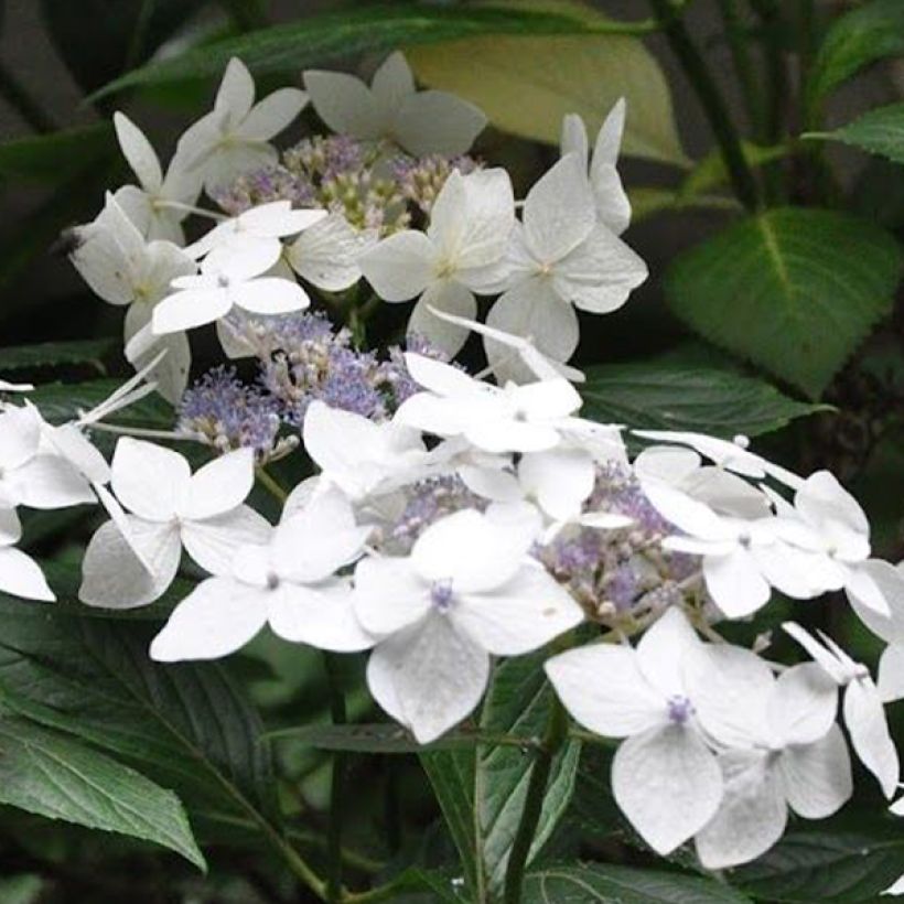 Hydrangea macrophylla Lanarth White - Schermhortensia (Bloei)