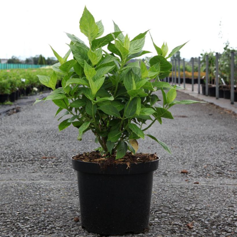 Hydrangea macrophylla Lanarth White - Schermhortensia (Groeiplaats)