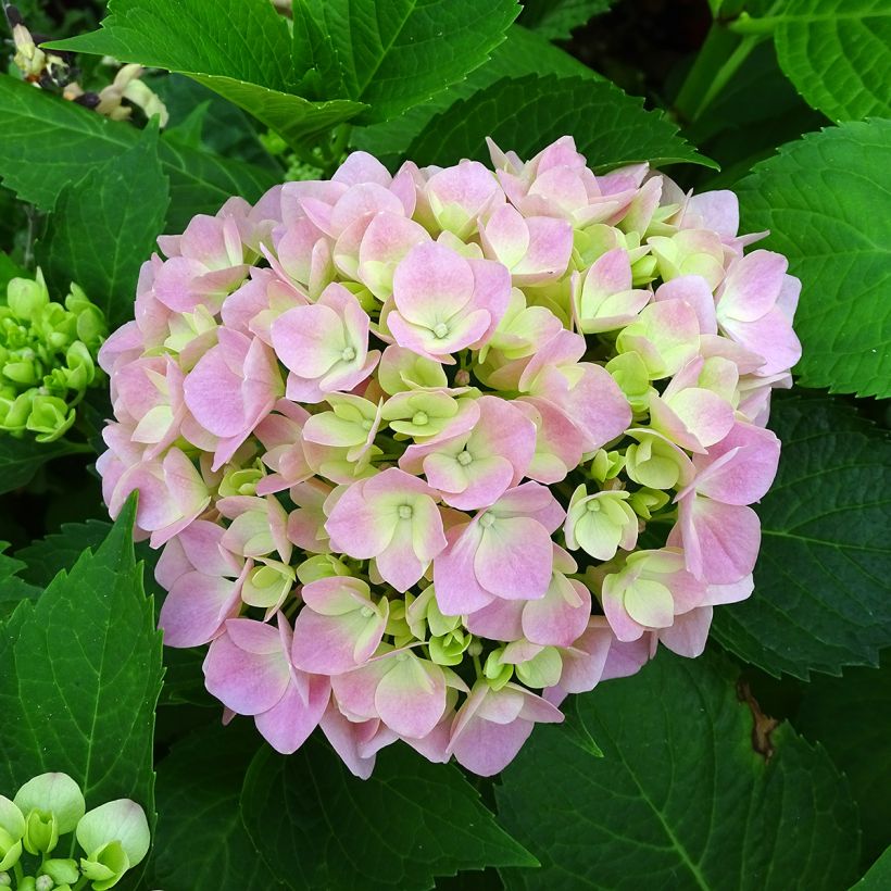 Hydrangea macrophylla Leuchtfeuer - Bolhortensia (Flowering)