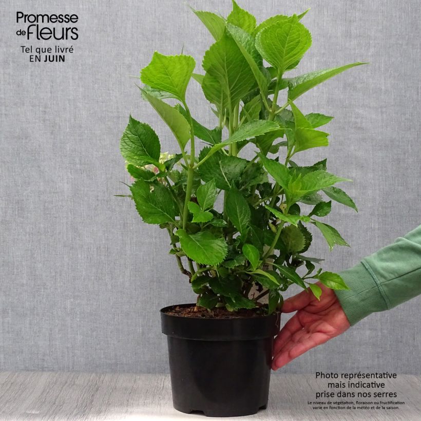 Exemplaar van Hydrangea macrophylla Leuchtfeuer - Bolhortensia Pot van 2 l/3 l zoals geleverd in de zomer