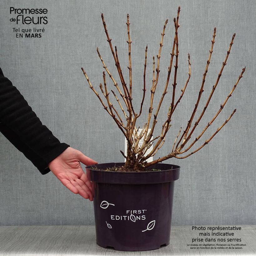 Example of Hortensia - Hydrangea macrophylla Light'o'Day Pot van 7,5 l/10 l as you get in hiver