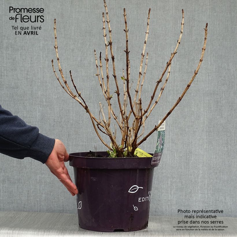 Exemplaar van Hydrangea macrophylla LightoDay - Schermhortensia Pot van 7,5 l/10 l zoals geleverd in de lente