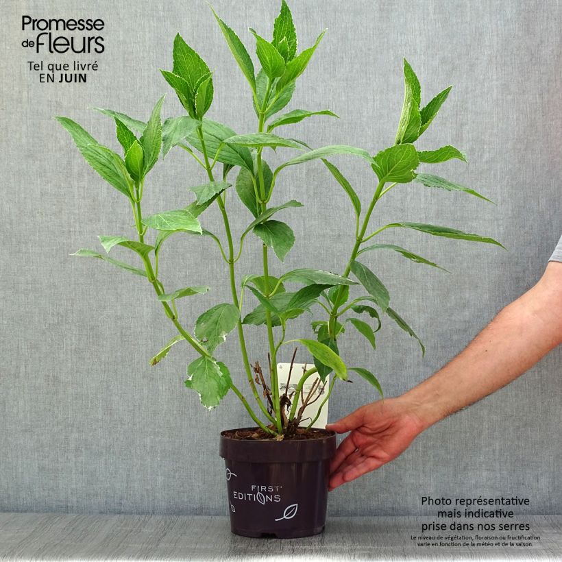 Exemplaar van Hydrangea macrophylla LightoDay - Schermhortensia Pot van 3 l/4 l zoals geleverd in de zomer