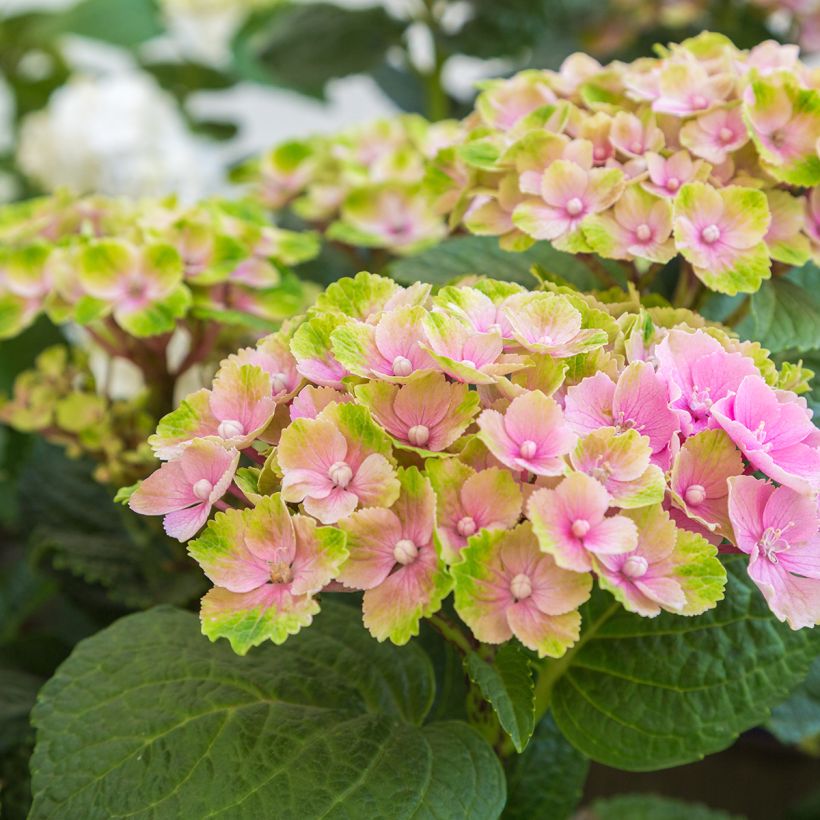 Hydrangea macrophylla Magical Amethyst - Bolhortensia (Flowering)