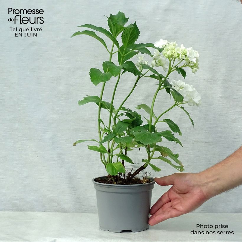 Exemplaar van Hydrangea macrophylla Magical Jade - Bolhortensia Pot van 2 l/3 l zoals geleverd in de zomer