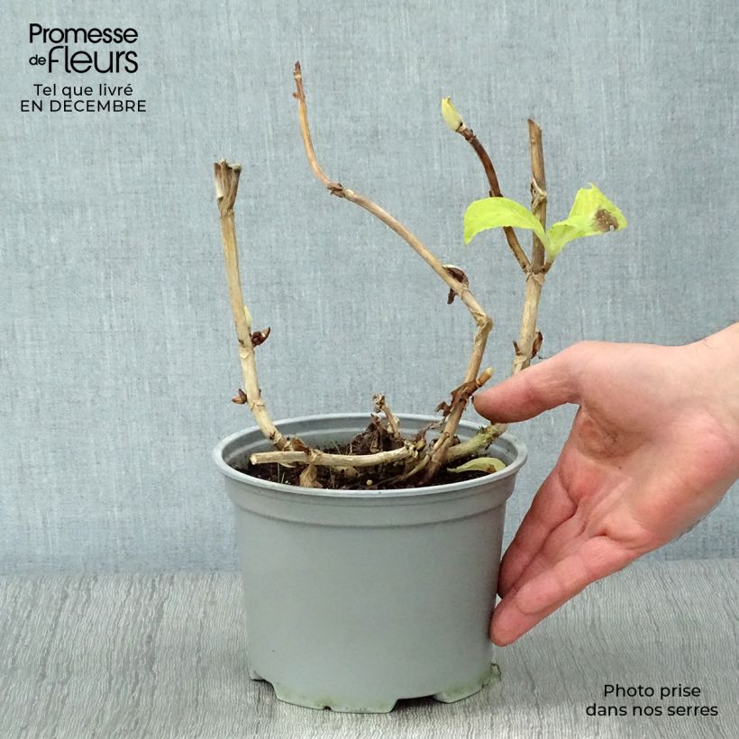 Example of Hortensia - Hydrangea macrophylla Magical Noblesse Pot van 2 l/3 l as you get in hiver
