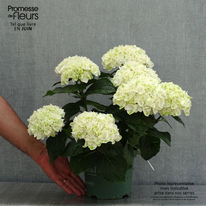 Exemplaar van Hydrangea macrophylla Magical Noblesse - Bolhortensia Pot van 2 l/3 l zoals geleverd in de zomer