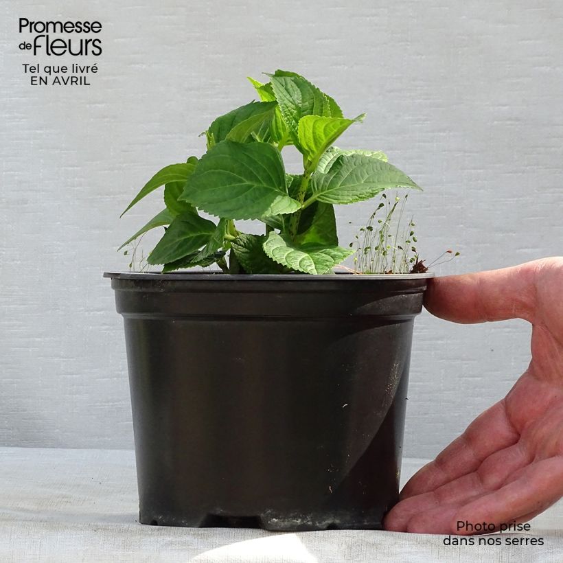 Exemplaar van Hydrangea macrophylla Magical Revolution - Bolhortensia Pot van 1,5 l/2 l zoals geleverd in de lente