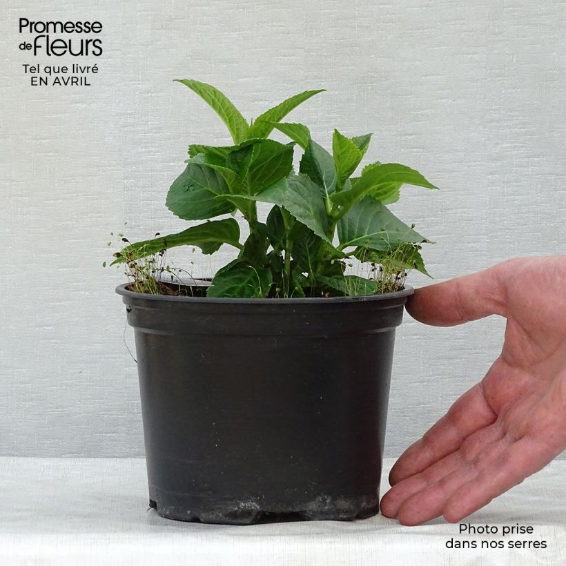 Exemplaar van Hydrangea macrophylla Magical Revolution - Bolhortensia roze Pot van 2 l/3 l zoals geleverd in de lente