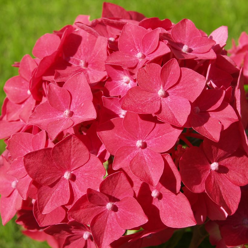 Hydrangea macrophylla Sibilla - boerenhortensia (Flowering)