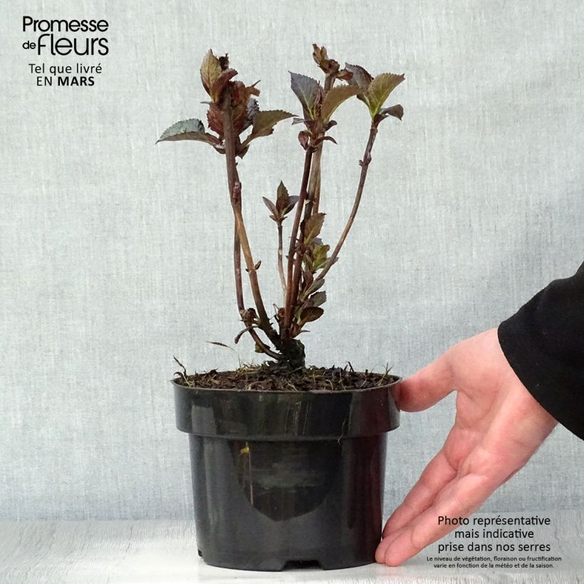 Exemplaar van Hydrangea macrophylla Merveille Sanguine - Hortensia Pot van 2 l/3 l zoals geleverd in de lente