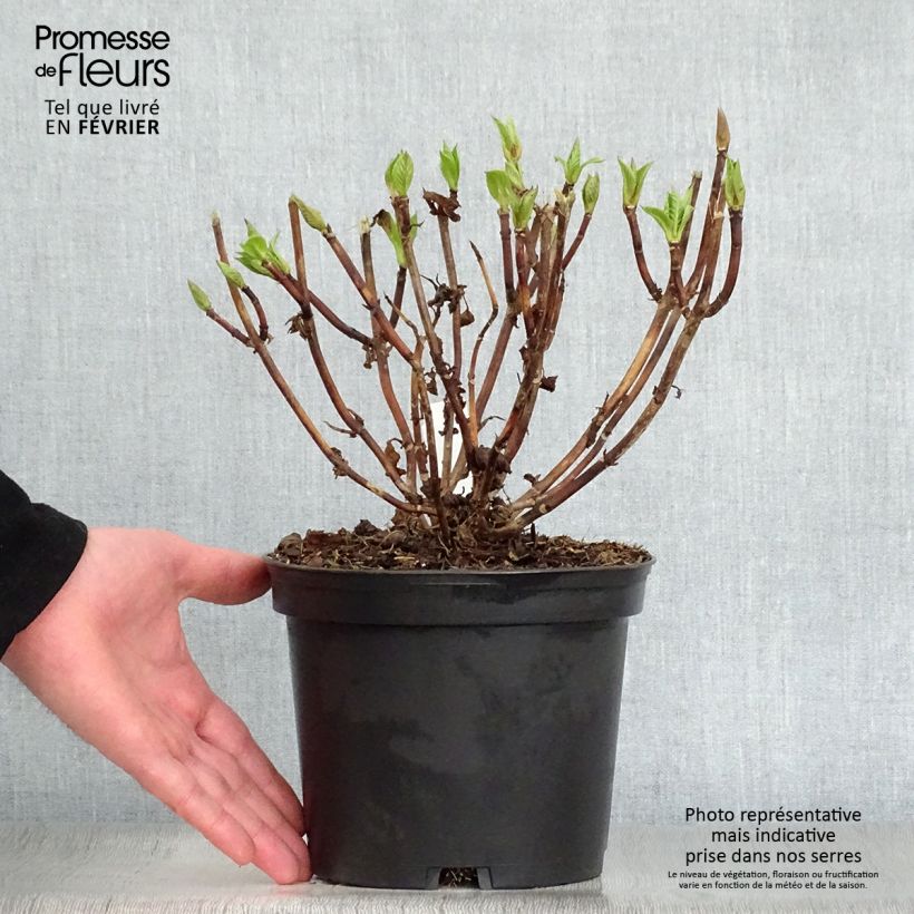 Example of Hortensia - Hydrangea macrophylla Messalina Pot van 2 l/3 l as you get in hiver