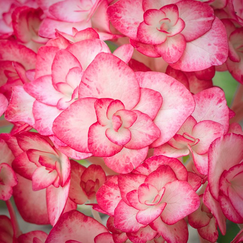 Hydrangea macrophylla Miss Saori - Bolhortensia (Flowering)