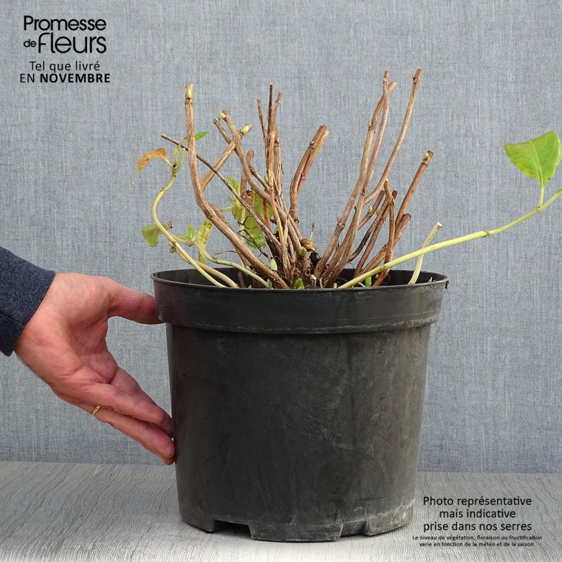 Exemplaar van Hydrangea macrophylla Mme Emile Mouillère - Bolhortensia Pot van 7,5 l/10 l zoals geleverd in de herfst