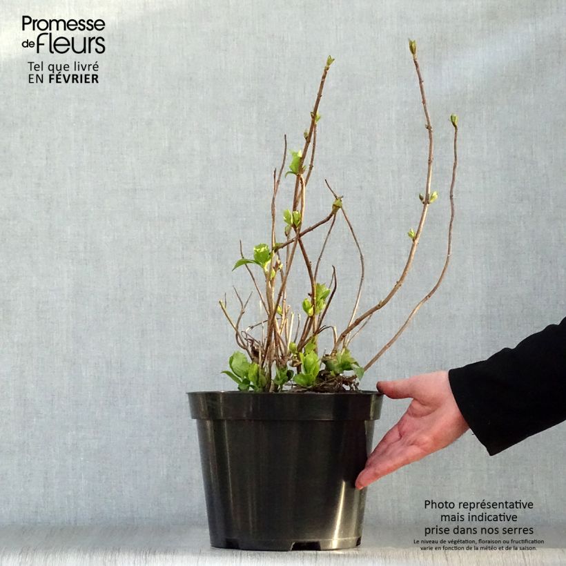 Example of Hortensia - Hydrangea macrophylla Mme Emile Mouillère Pot van 7,5 l/10 l as you get in hiver