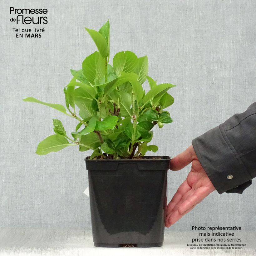 Exemplaar van Hydrangea macrophylla Mousmee - Schermhortensia Pot van 2 l/3 l zoals geleverd in de lente