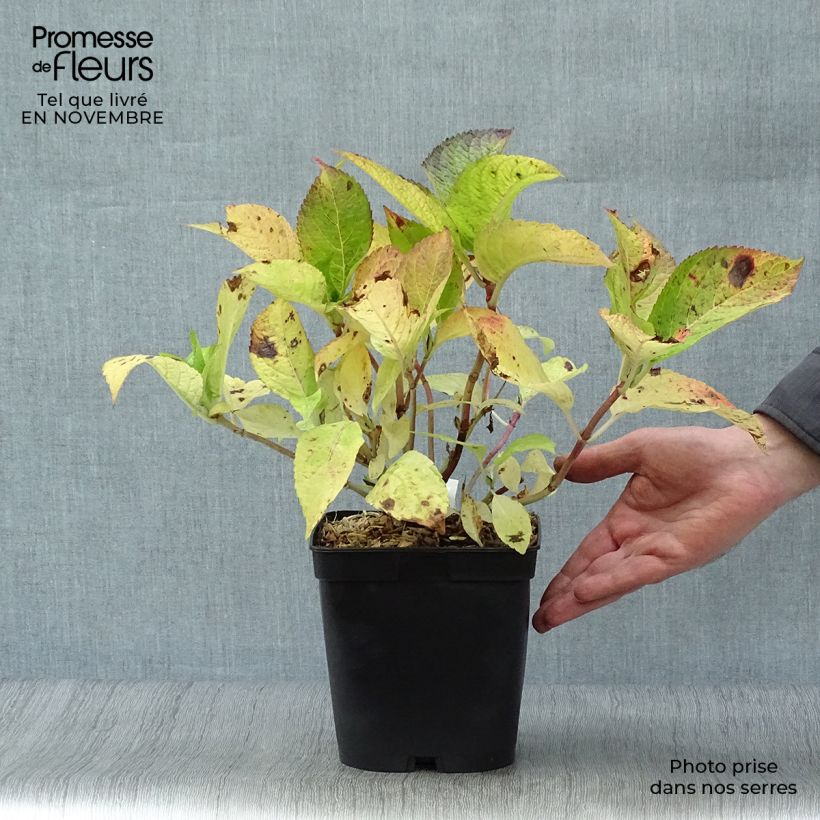 Exemplaar van Hydrangea macrophylla Mousseline - Bolhortensia Pot van 2 l/3 l zoals geleverd in de herfst