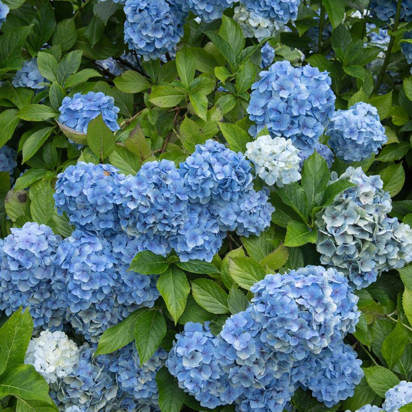 Hydrangea macrophylla Mousseline - Bolhortensia (Plant habit)