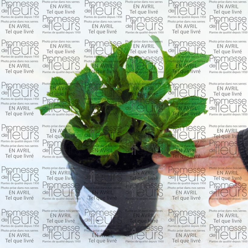 Example of Hortensia - Hydrangea macrophylla Nachtigall Pot van 2 l/3 l as you get