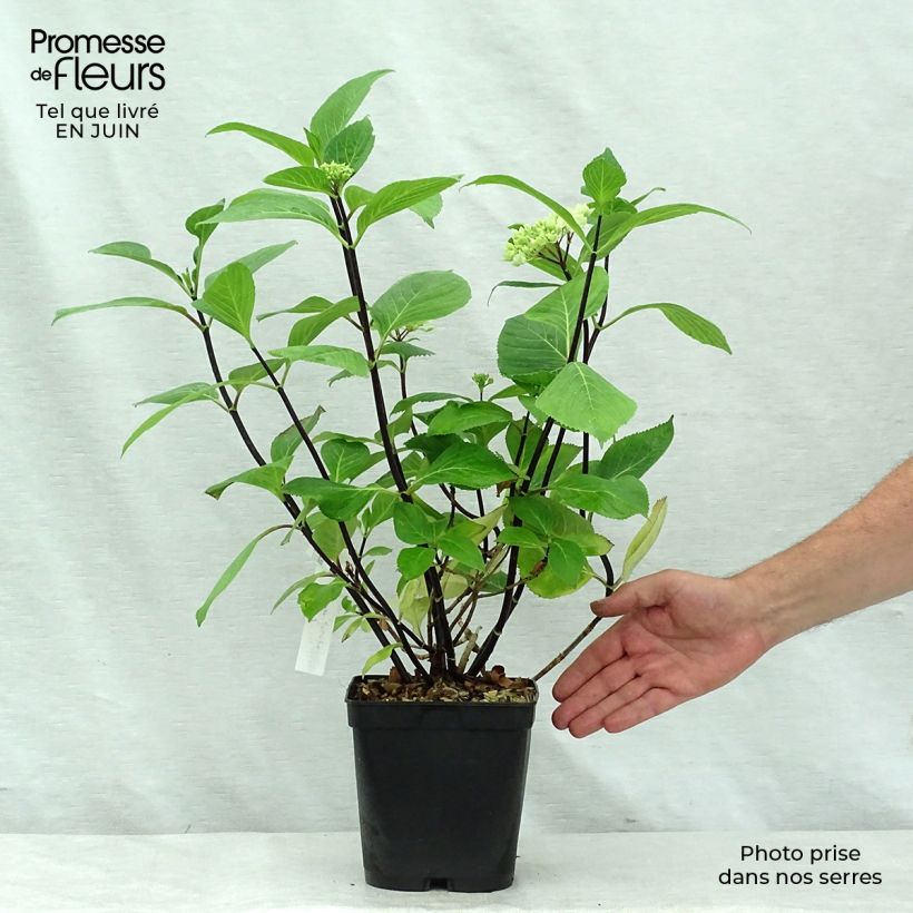 Exemplaar van Hydrangea macrophylla Nigra - Bolhortensia Pot van 4 l/5 l zoals geleverd in de zomer