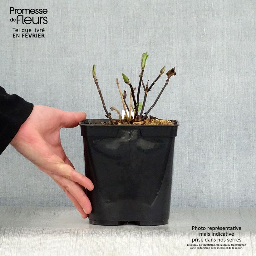 Example of Hortensia - Hydrangea macrophylla Nigra Pot van 2 l/3 l as you get in hiver