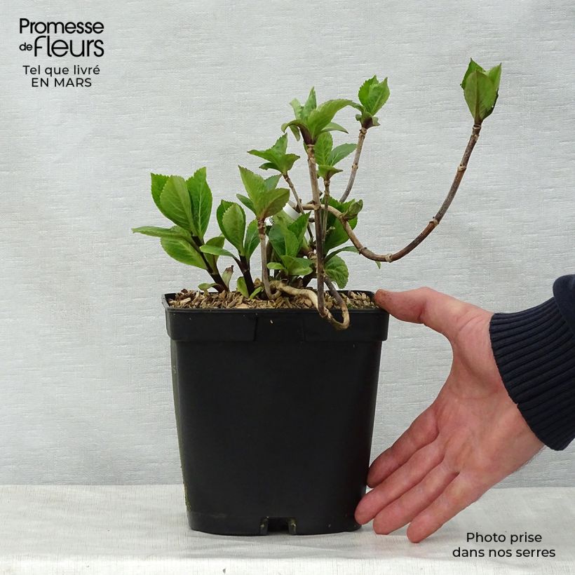 Exemplaar van Hydrangea macrophylla Nigra - Bolhortensia Pot van 2 l/3 l zoals geleverd in de lente