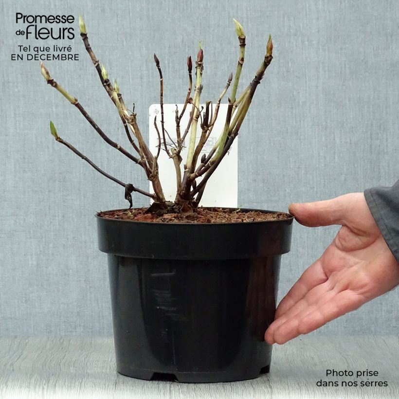 Example of Hydrangea macrophylla Nikko Blue - Boerenhortensia Pot van 2 l/3 l as you get in hiver