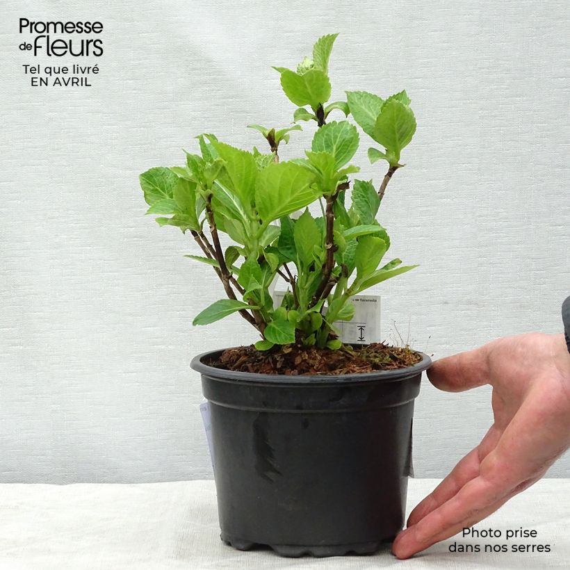 Exemplaar van Hydrangea macrophylla Nikko Blue - Boerenhortensia Pot van 2 l/3 l zoals geleverd in de lente