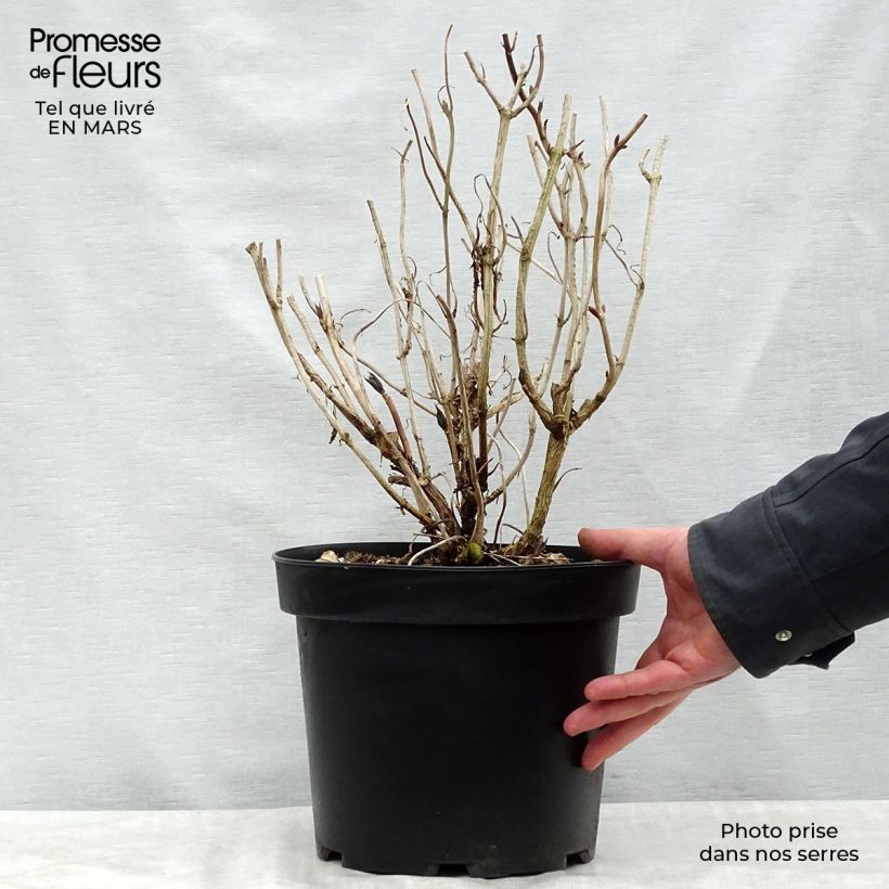 Exemplaar van Hydrangea macrophylla Nikko Blue - Boerenhortensia Pot van 7,5 l/10 l zoals geleverd in de lente