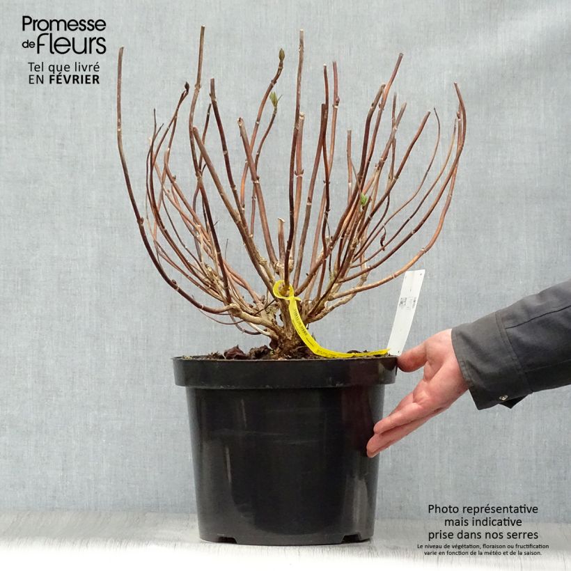 Example of Hydrangea macrophylla Nikko Blue - Boerenhortensia Pot van 7,5 l/10 l as you get in hiver