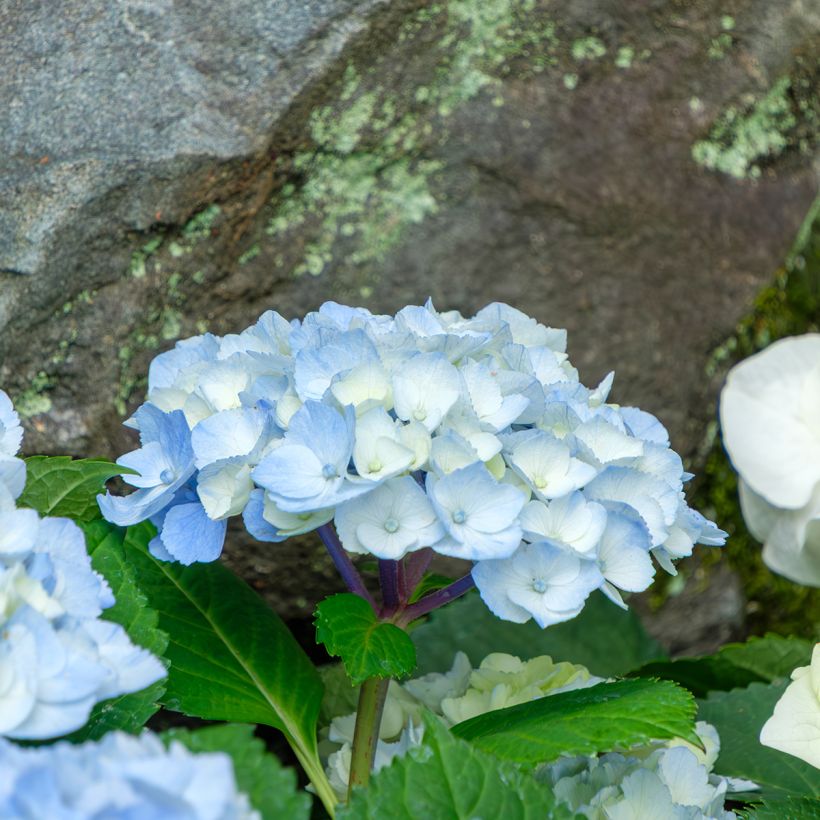 Hydrangea macrophylla Nikko Blue - Boerenhortensia (Flowering)
