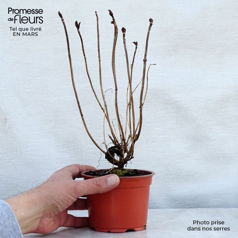 Exemplaar van Hydrangea macrophylla Nikko Blue - Boerenhortensia Kweekpotje van 8/9 cm zoals geleverd in de lente