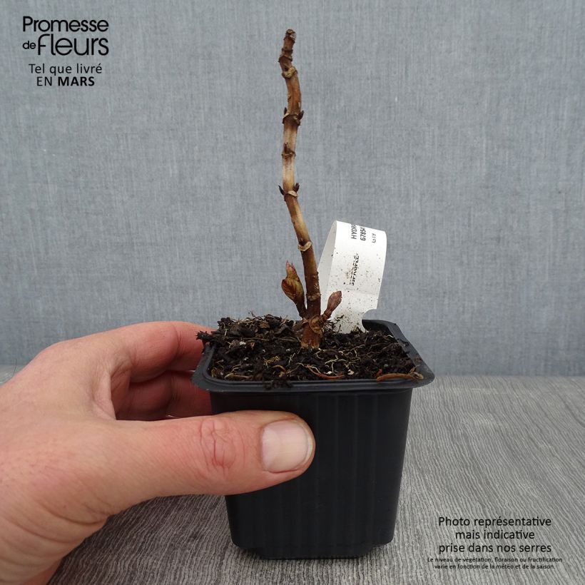 Example of Hydrangea macrophylla Nikko Blue - Boerenhortensia Kweekpotje van 8/9 cm as you get in hiver