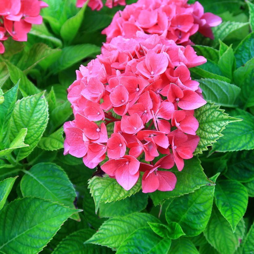 Hydrangea macrophylla Pia - Bolhortensia (Flowering)