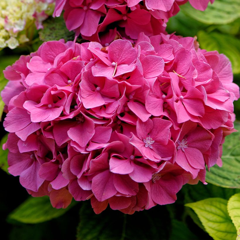 Hydrangea macrophylla Pink Pop - Bolhortensia (Bloei)