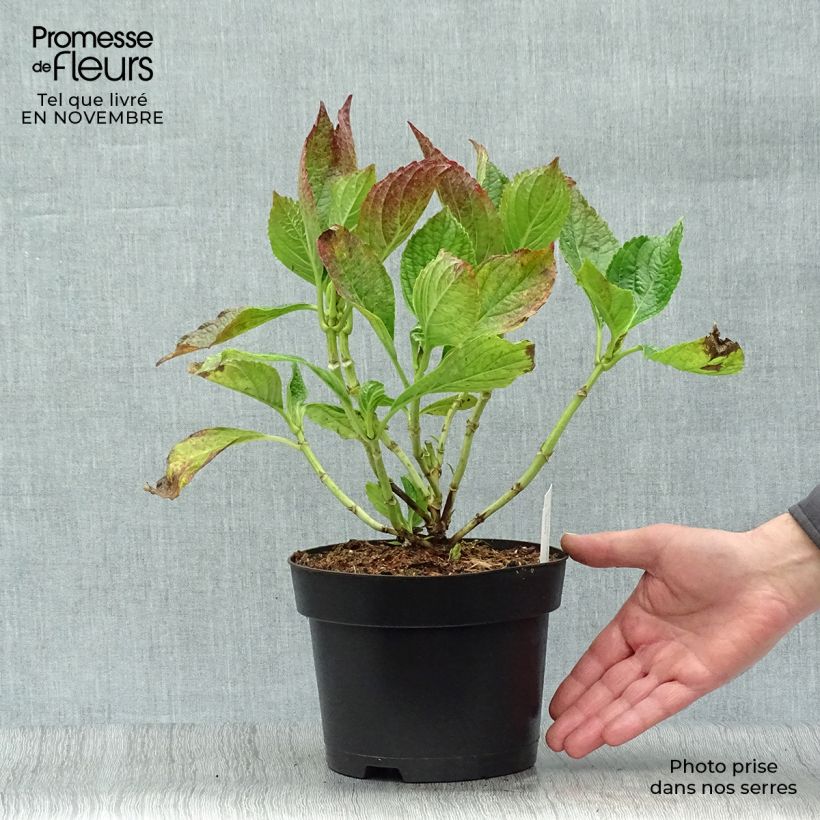 Exemplaar van Hydrangea macrophylla Princess Diana - Bolhortensia Pot van 3 l/4 l zoals geleverd in de herfst