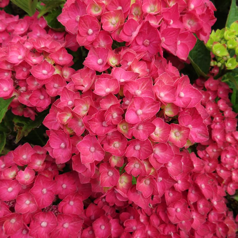 Hydrangea macrophylla Choco Love - Bolhortensia (Flowering)