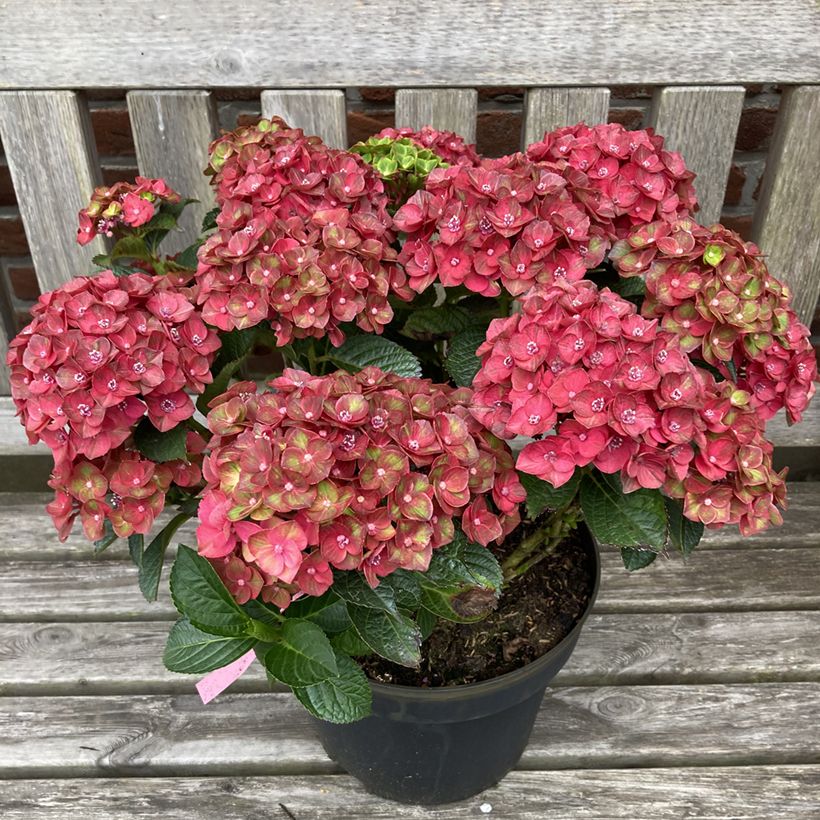 Hydrangea macrophylla Choco Love - Bolhortensia (Plant habit)