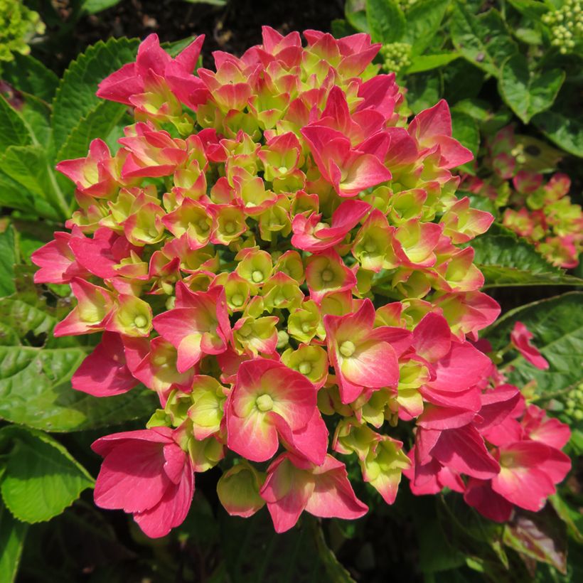 Hydrangea macrophylla Dark Pink Love - Bolhortensia (Flowering)