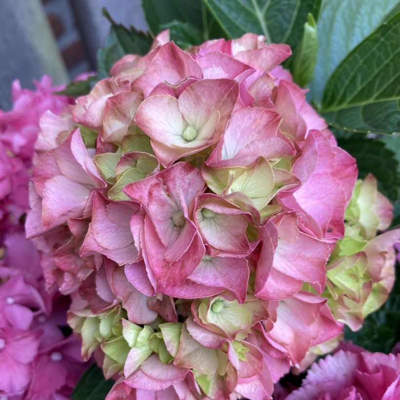 Hydrangea macrophylla Pink Love - Bolhortensia (Flowering)
