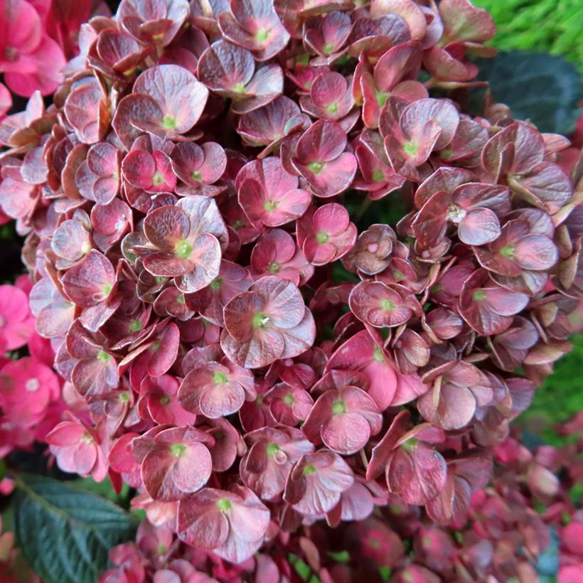 Hydrangea macrophylla Pistachio Love - Bolhortensia (Flowering)