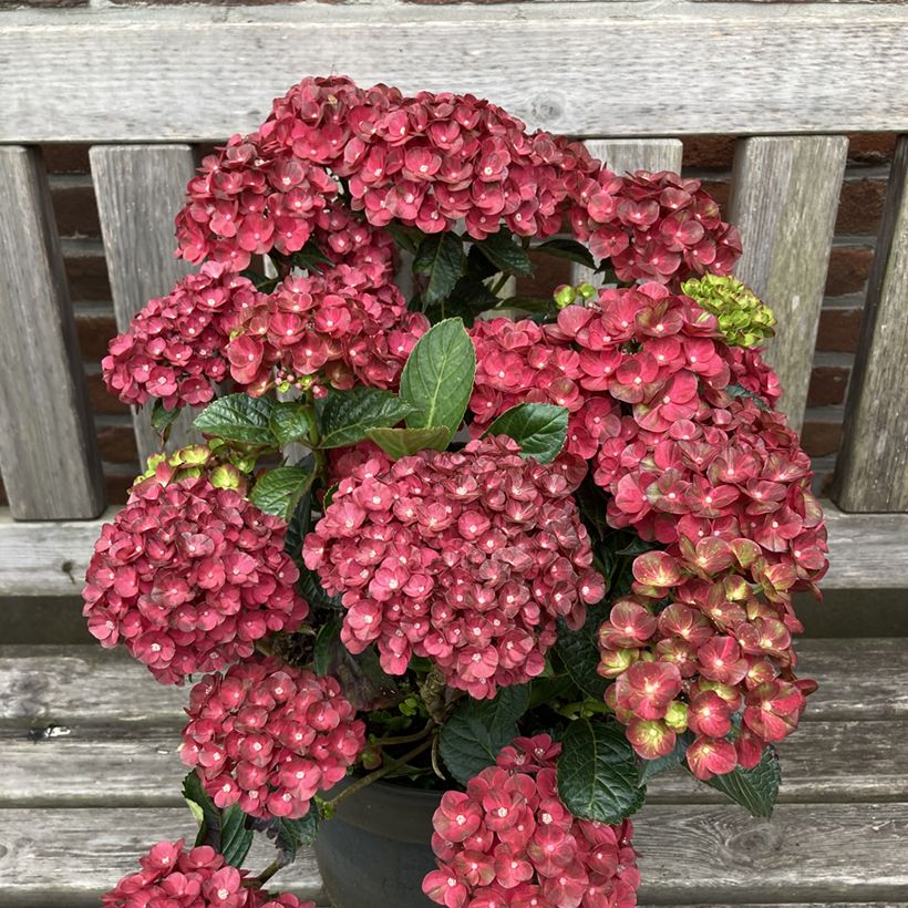 Hydrangea macrophylla Pistachio Love - Bolhortensia (Plant habit)