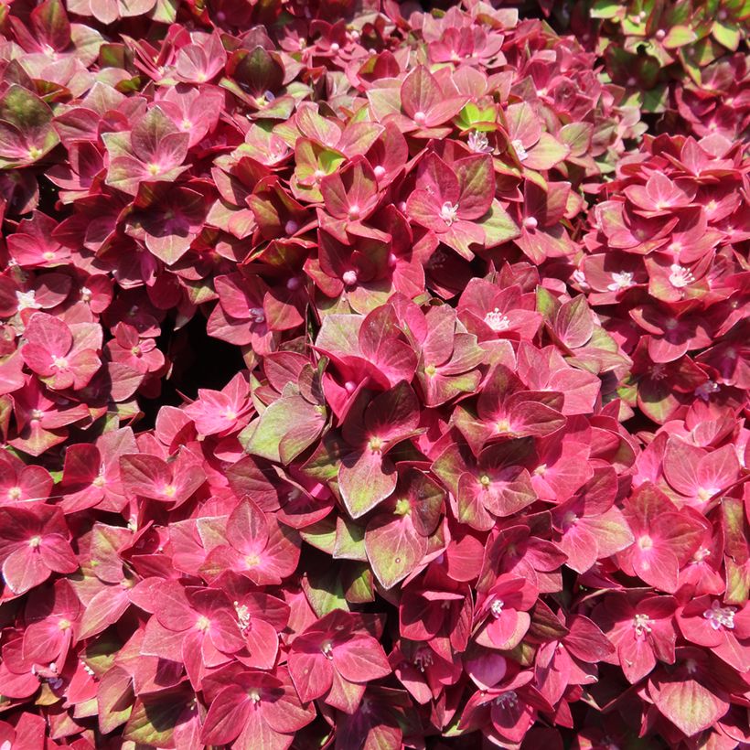 Hydrangea macrophylla Rebellion Red Love - Bolhortensia (Flowering)