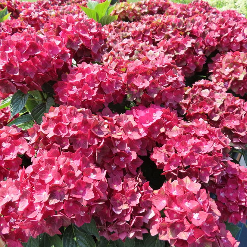 Hydrangea macrophylla Rebellion Red Love - Bolhortensia (Plant habit)