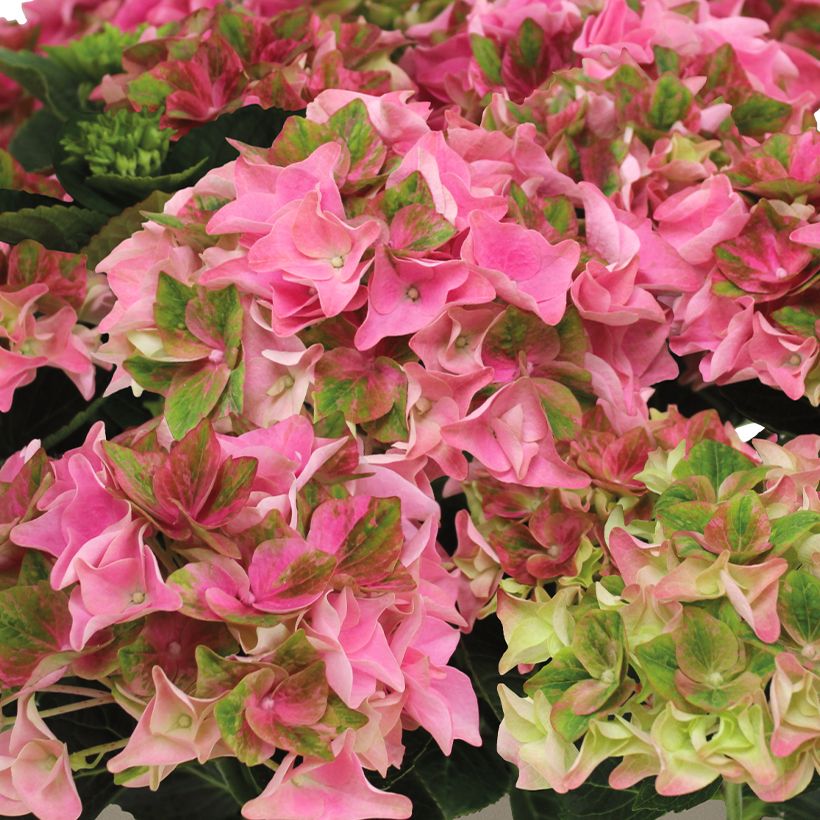 Hydrangea macrophylla Doppio Antico Fresco - Hortensia (Flowering)